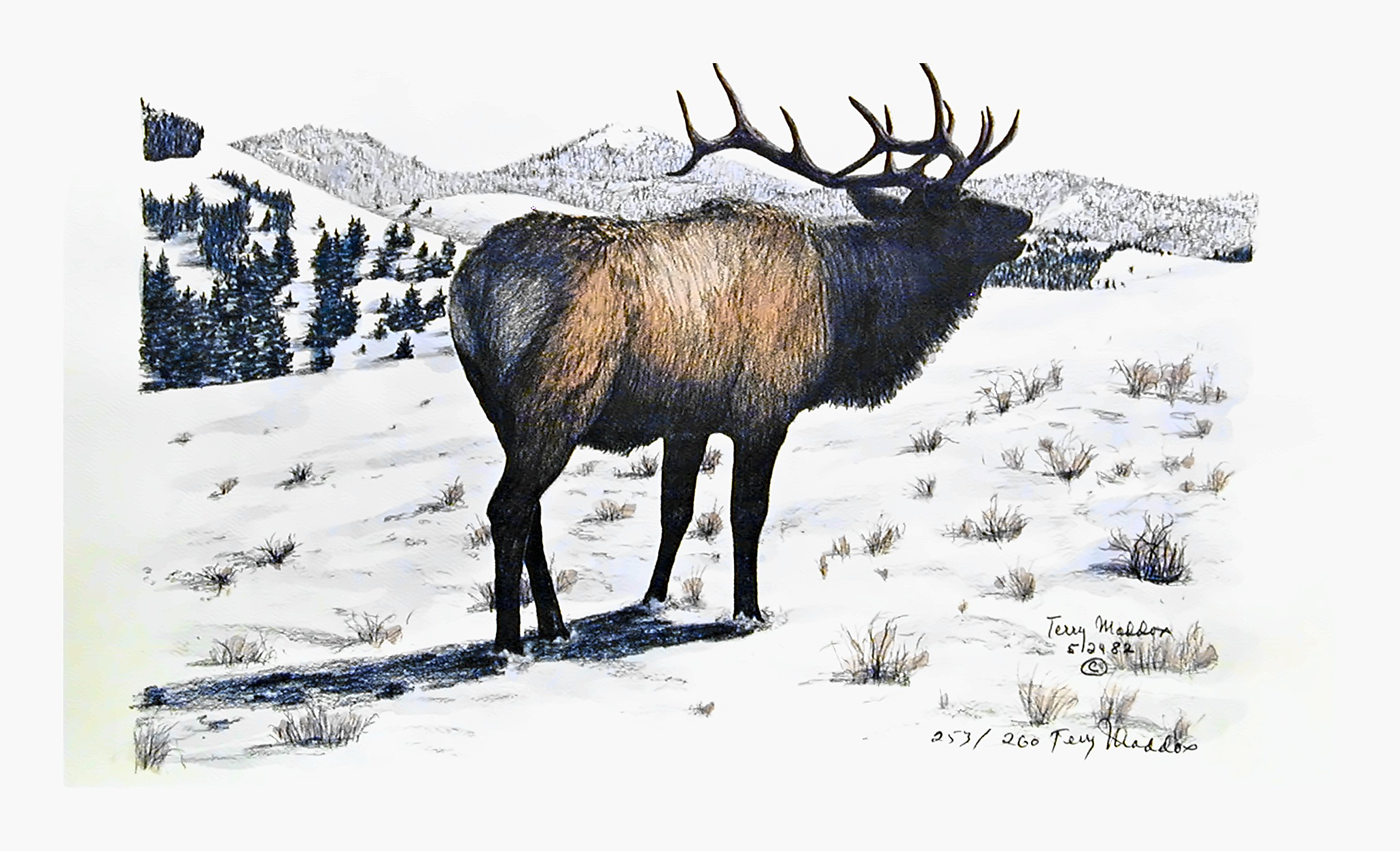 High Country Bull
