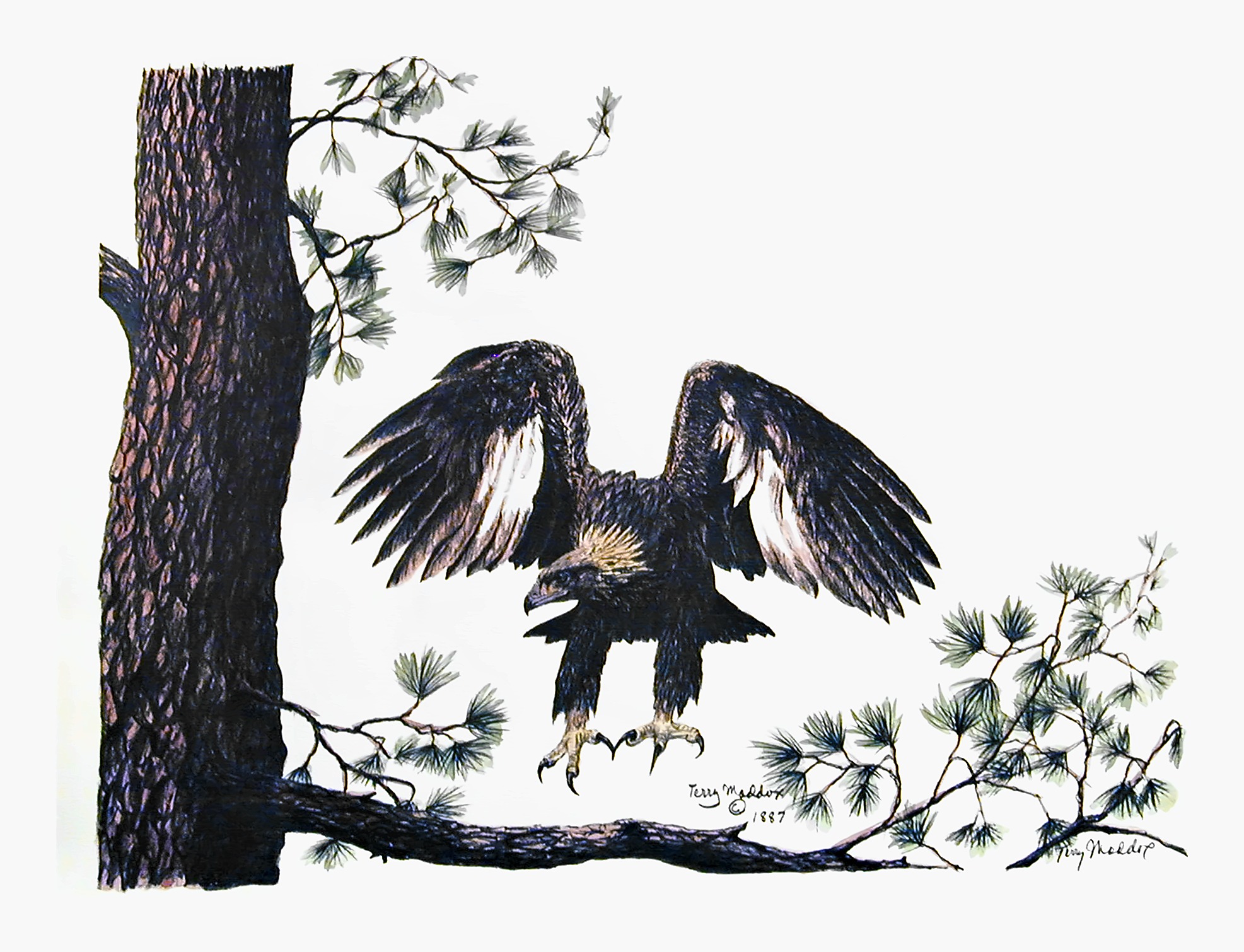 Golden Eagle