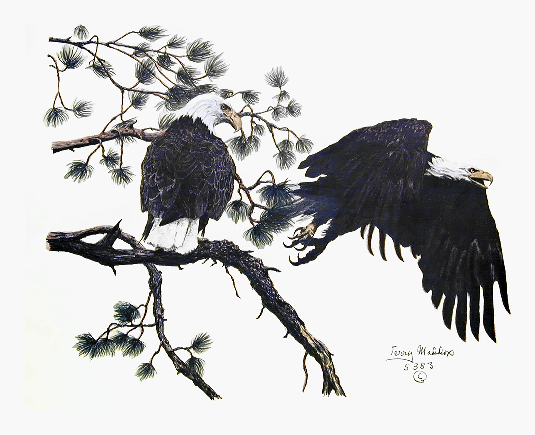 Bald Eagle Pair