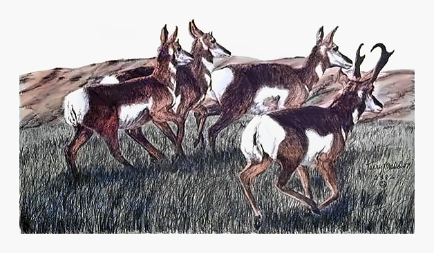 Running Antelope
