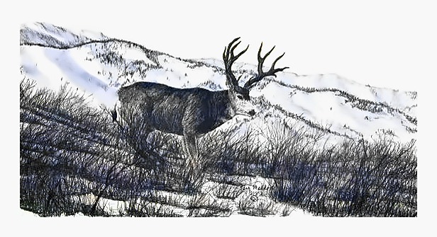 High Mountain Buck