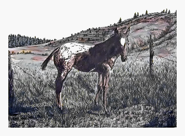 Appaloosa Colt