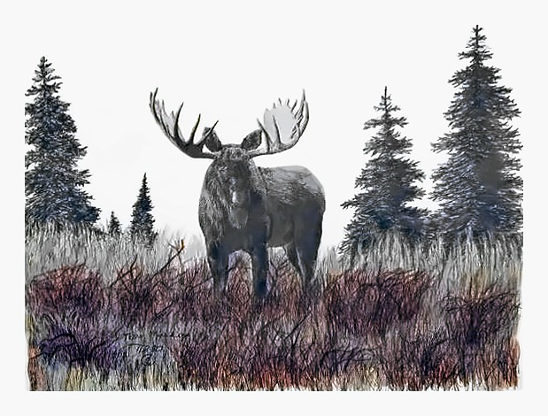 Bull Moose