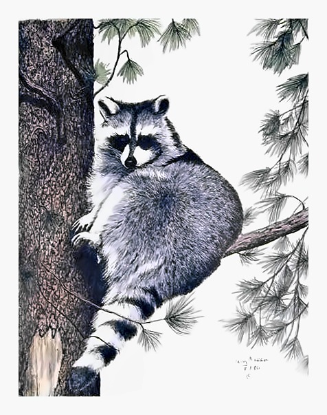 Racoon
