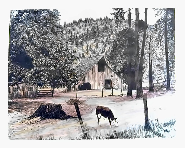 Barn and Steer