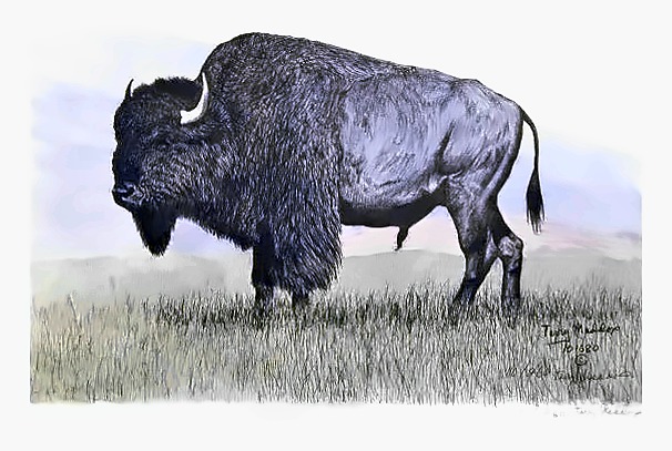 Buffalo Bull