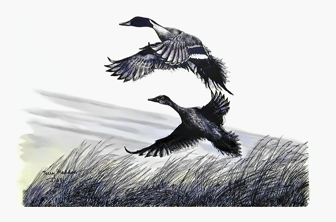 Pin Tails
