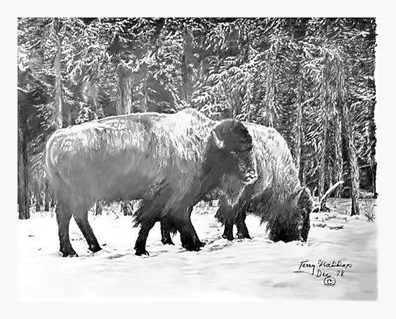 Wintering Buffalo