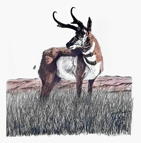 Antelope