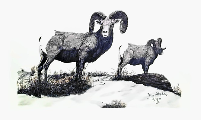 Big Horn Rams