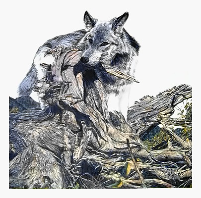 Young Wolf