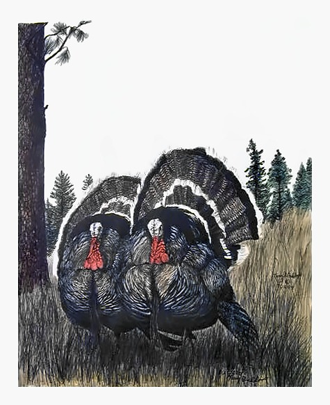 Wild Turkeys