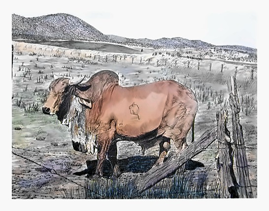 Brahma Bull
