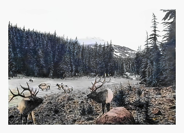 Wilderness Challenge