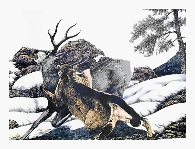 Wilderness Survival