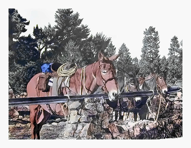 Mules at the Rock Corral