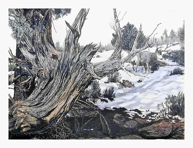 Weathered Stump