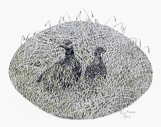 Hungarian Grouse