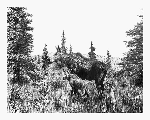 Moose and Calf