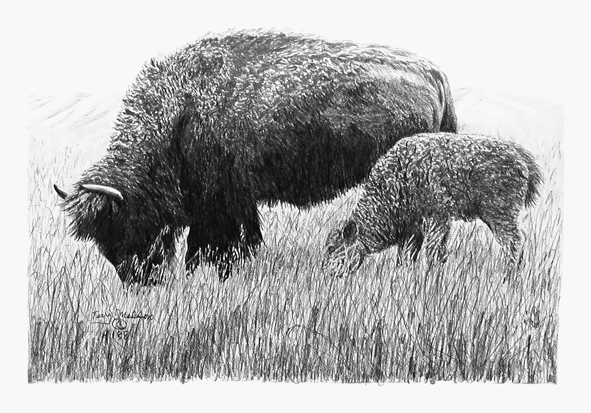 Buffalo and Calf