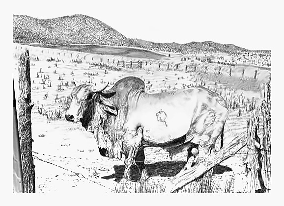 Bhrama Bull