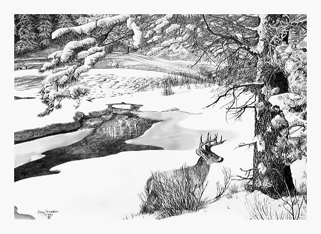 Whitetail