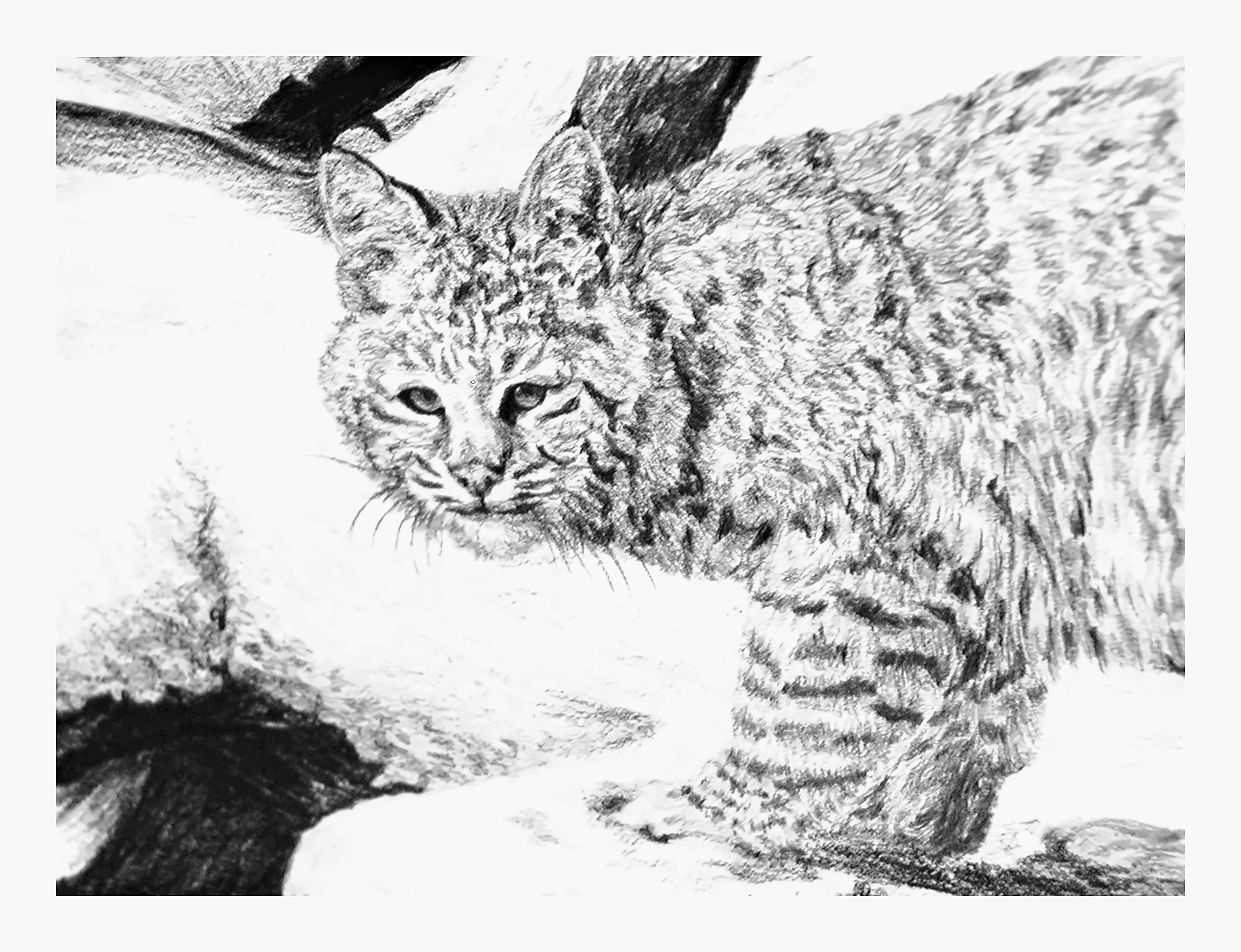 Winter Velvet - Bobcat