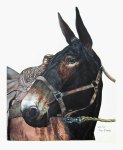 Blue Ribbon Mule