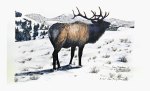 High Country Bull