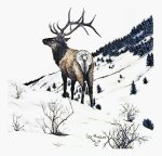 Bull Elk