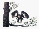 Golden Eagle