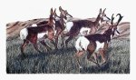 Running Antelope