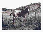 Appaloosa Colt