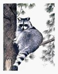 Racoon