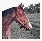 Horse Head