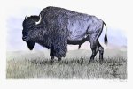 Buffalo Bull