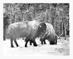 Wintering Buffalo