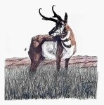 Antelope