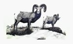 Big Horn Rams