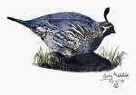 Lone Quail