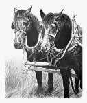 Percherons
