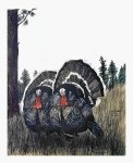 Wild Turkeys
