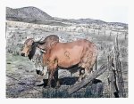 Brahma Bull