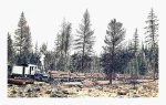 Logging Train