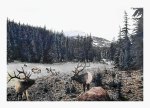 Wilderness Challenge