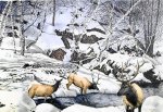 Winter Crossing