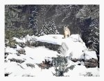 Winter Hunter