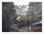 Teton Bull