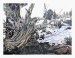 Weathered Stump