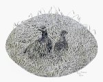 Hungarian Grouse